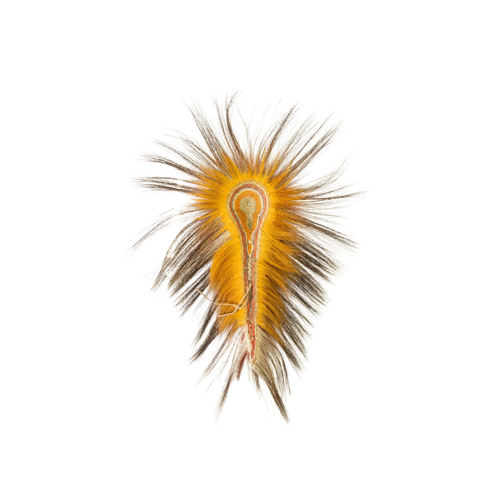 Northern Plains Roach - Image 5
