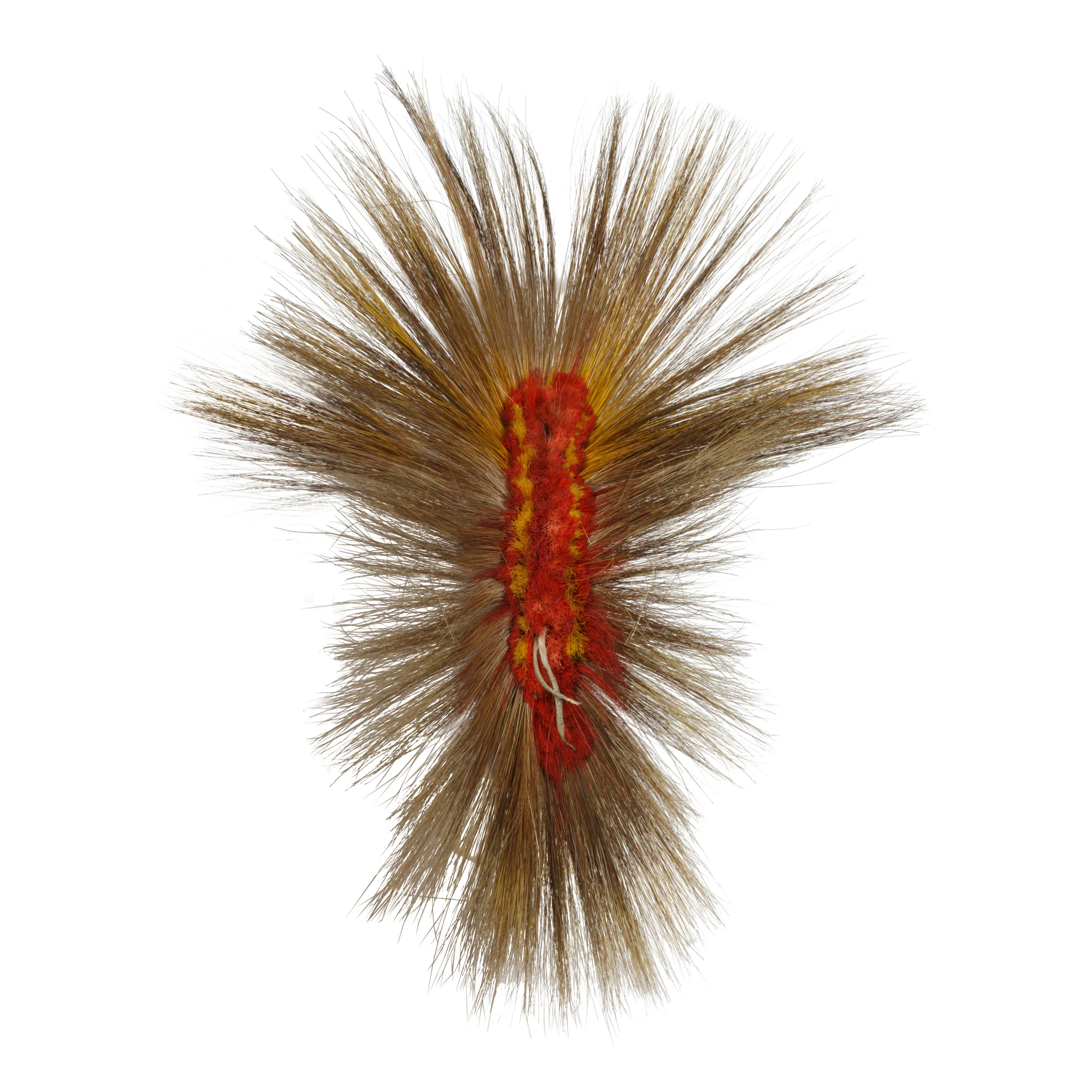 Northern Plains Roach - Image 2