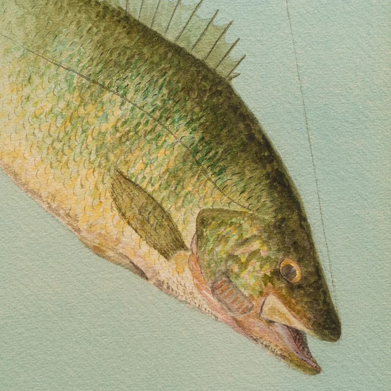 Pair of Hooked Fish Watercolors by William B. Gillette - Image 3