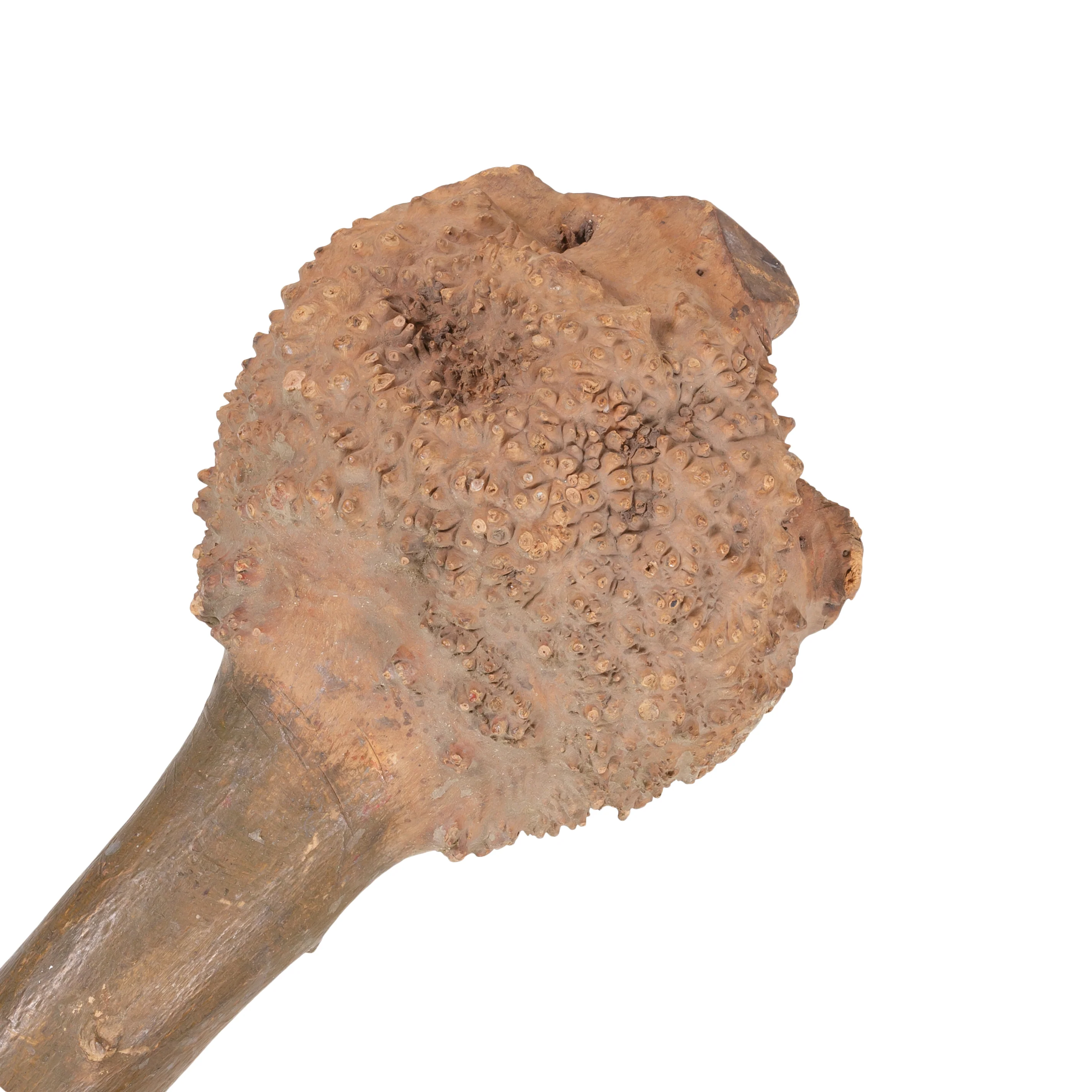 Penobscot Gnarly Burl War Club - Image 2