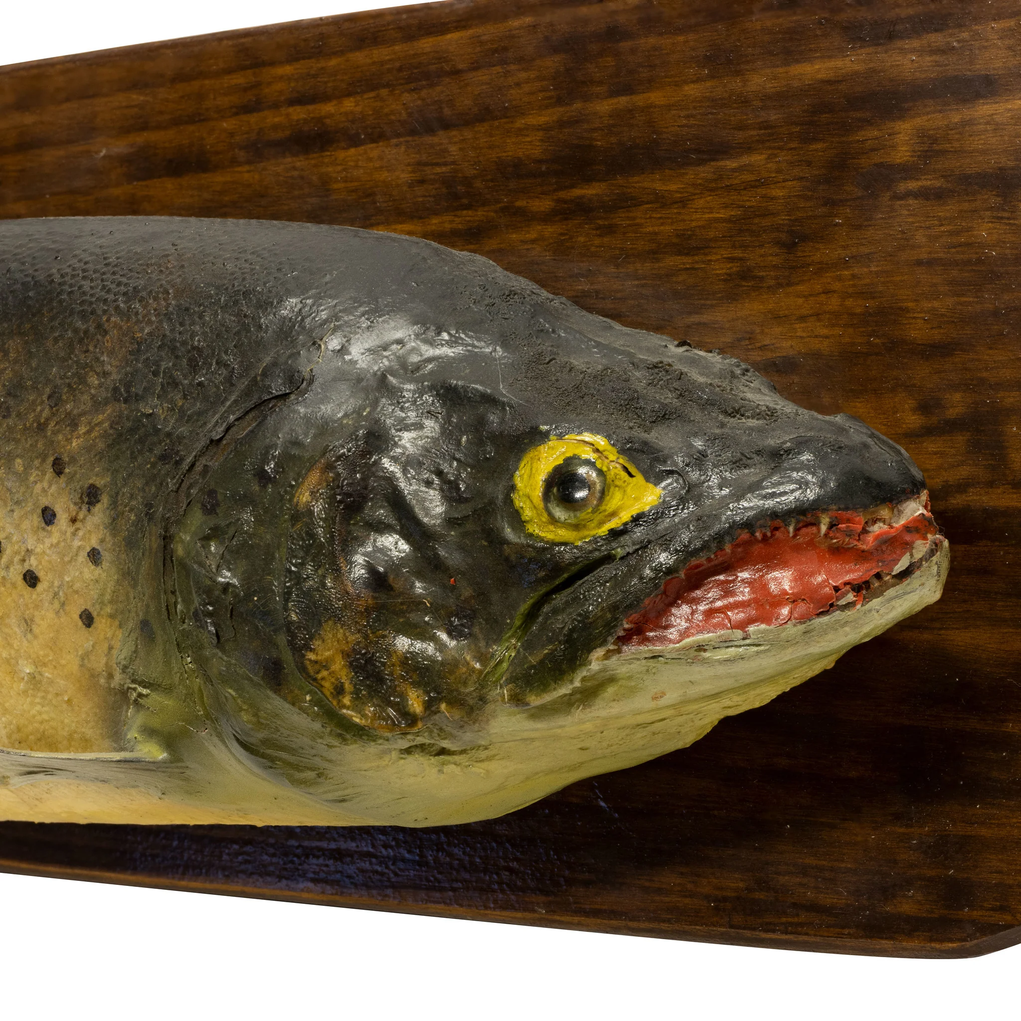 Ranch Trout - Image 2