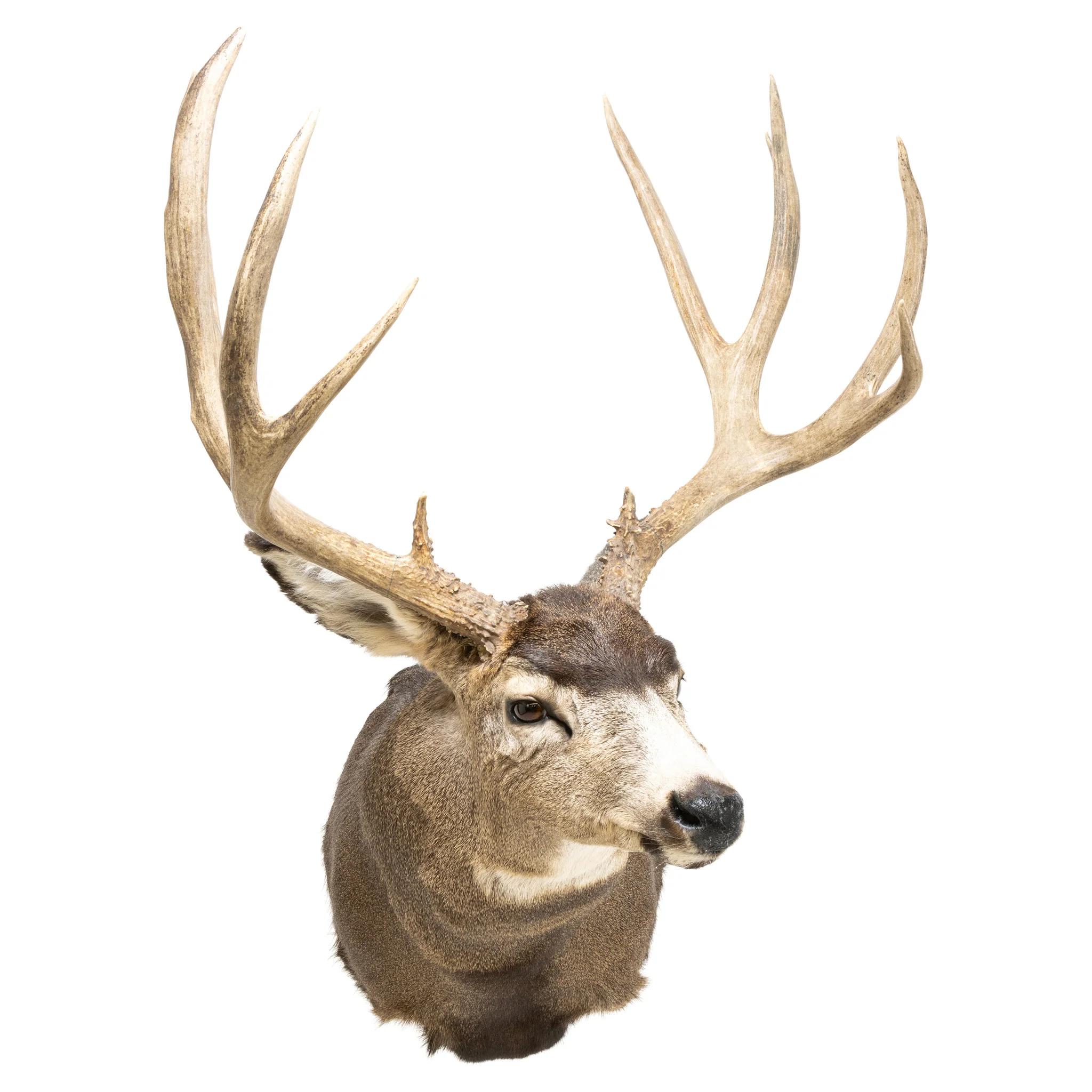 Record Book Mule Deer Shoulder Mount - Image 2