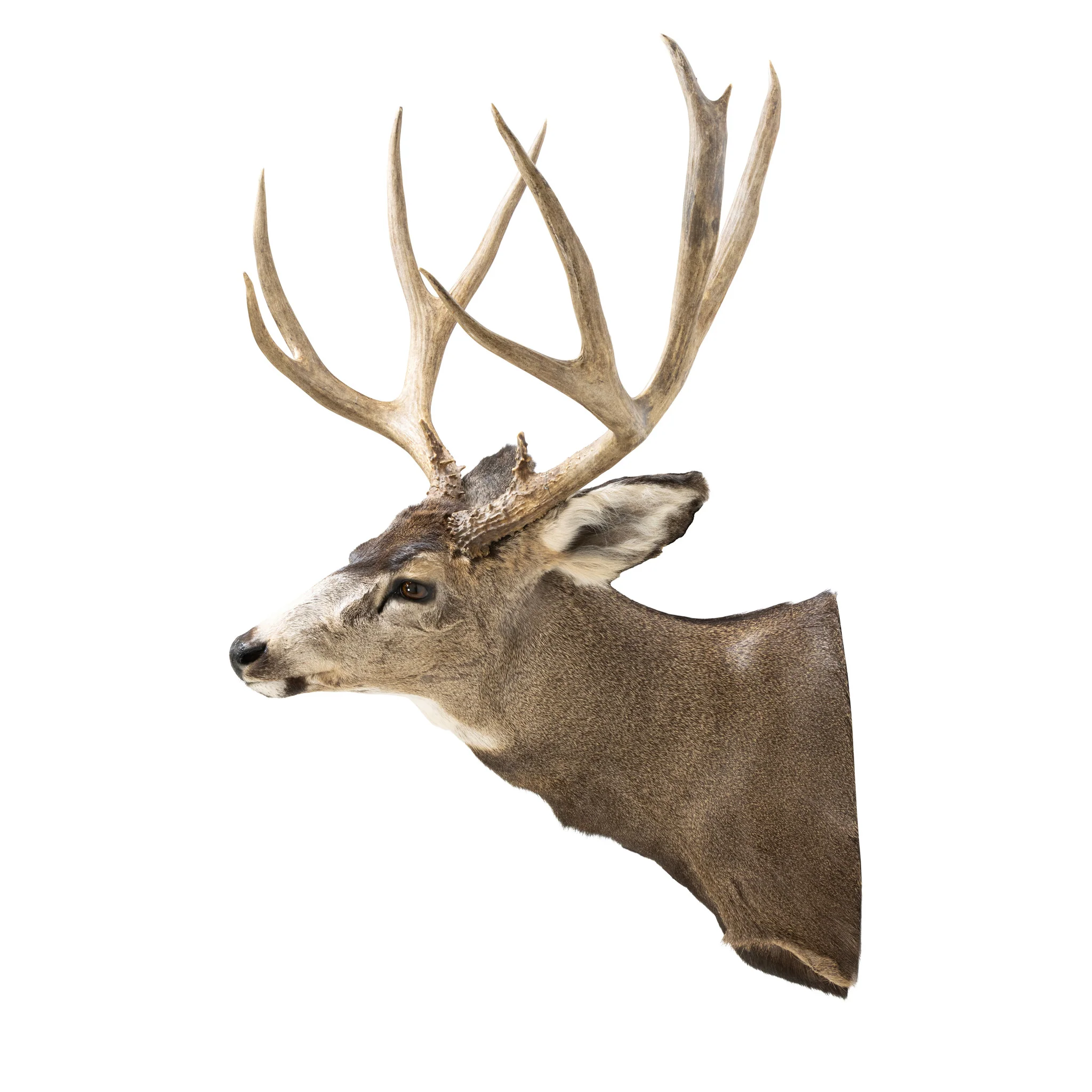 Record Book Mule Deer Shoulder Mount - Image 4