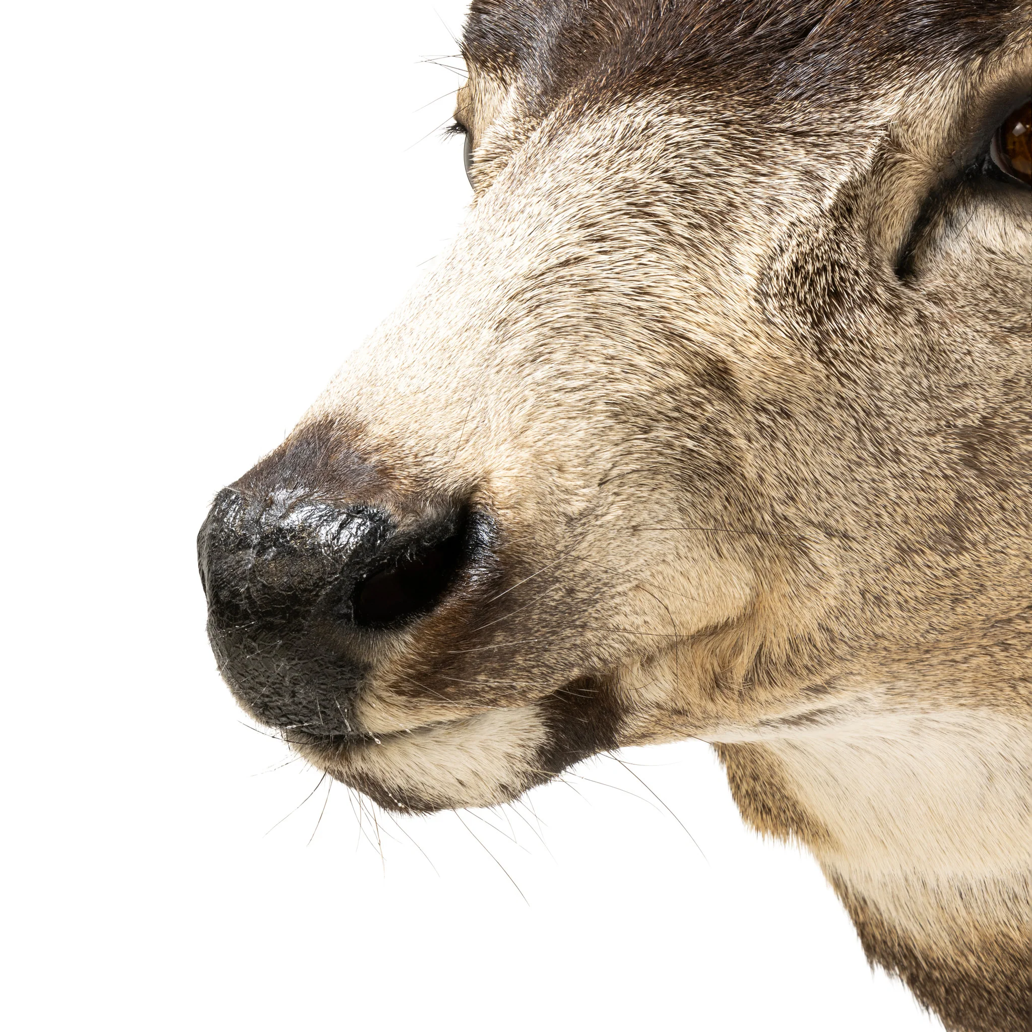 Record Book Mule Deer Shoulder Mount - Image 6