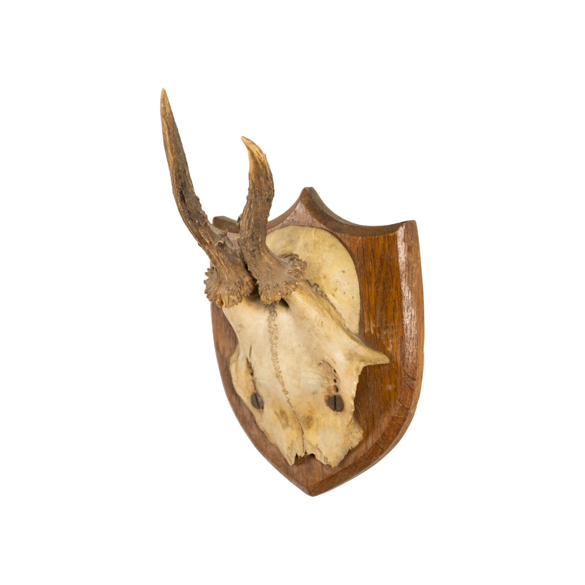 Roe Deer Collection - Image 2