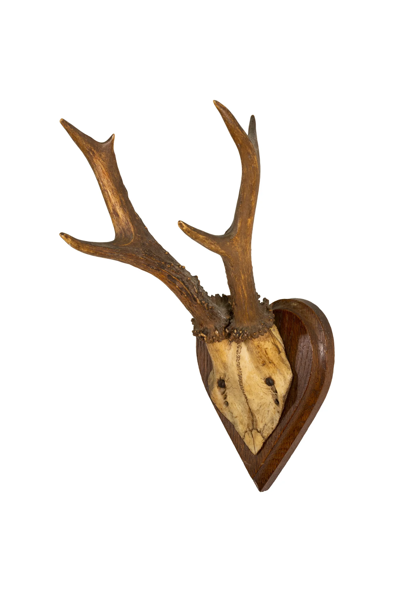 Roe Deer Collection - Image 7