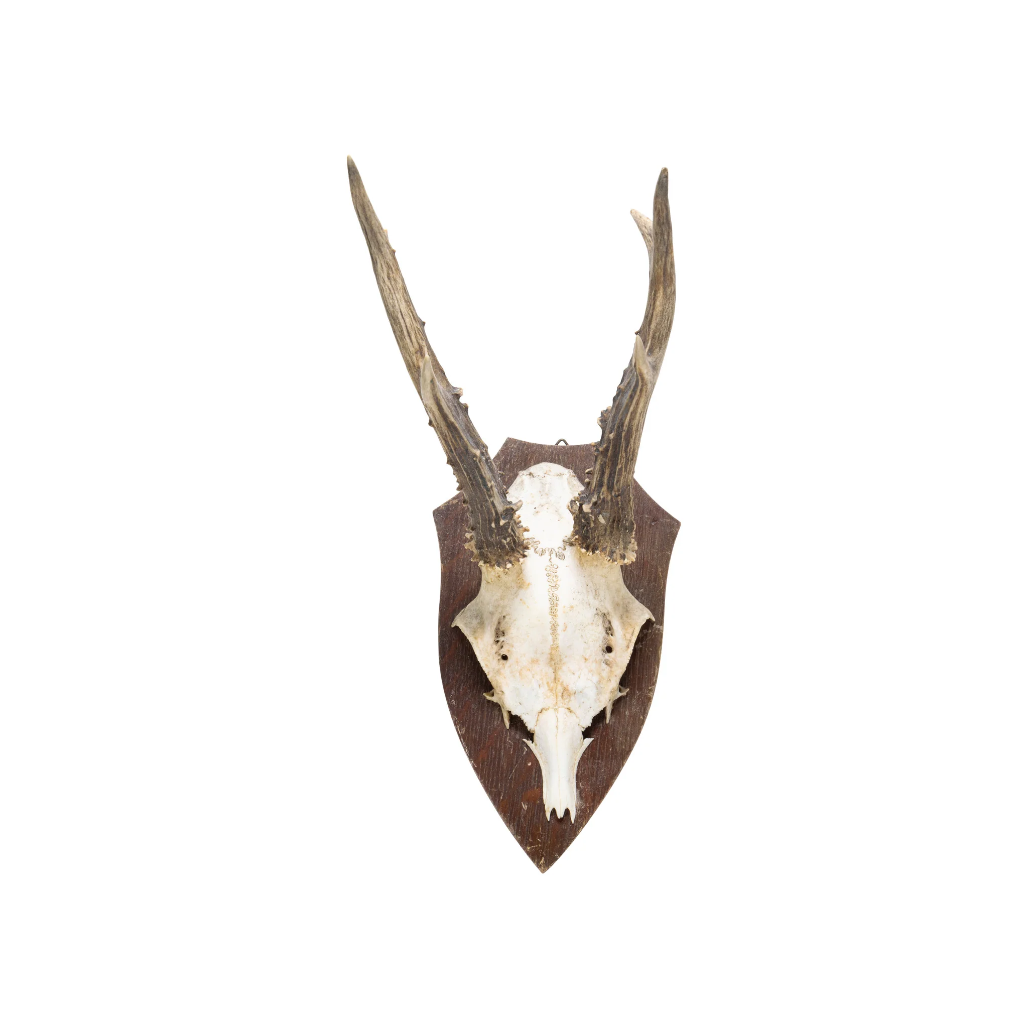 Roe Deer Collection - Image 12