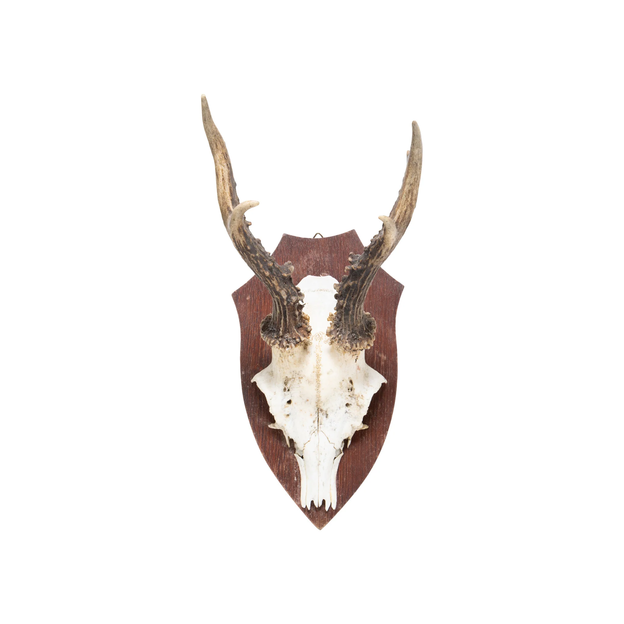 Roe Deer Collection - Image 22