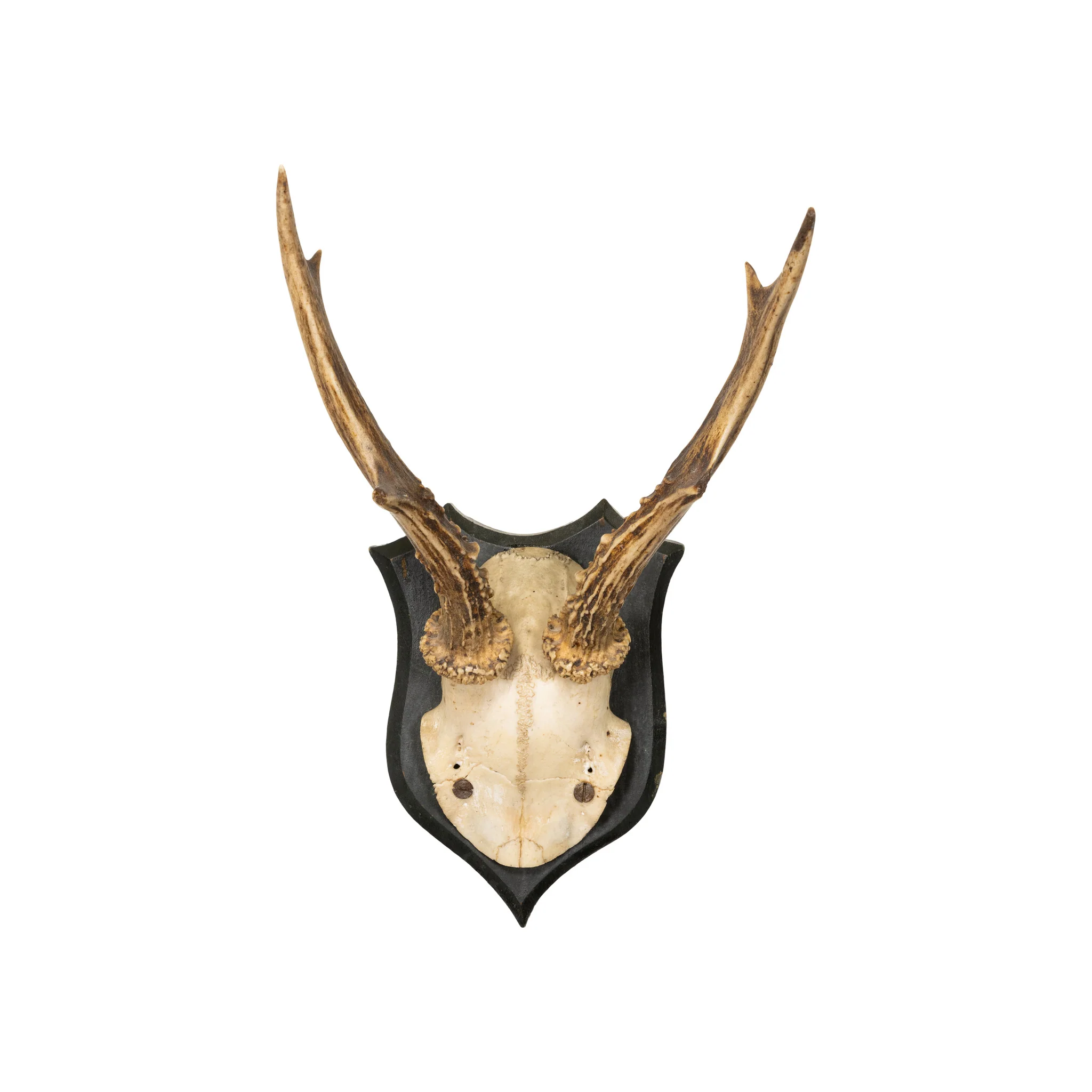 Roe Deer Collection - Image 3
