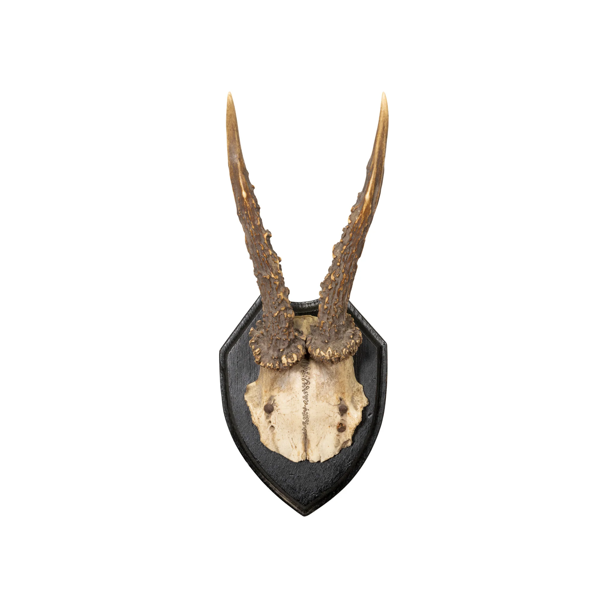 Roe Deer Collection - Image 4
