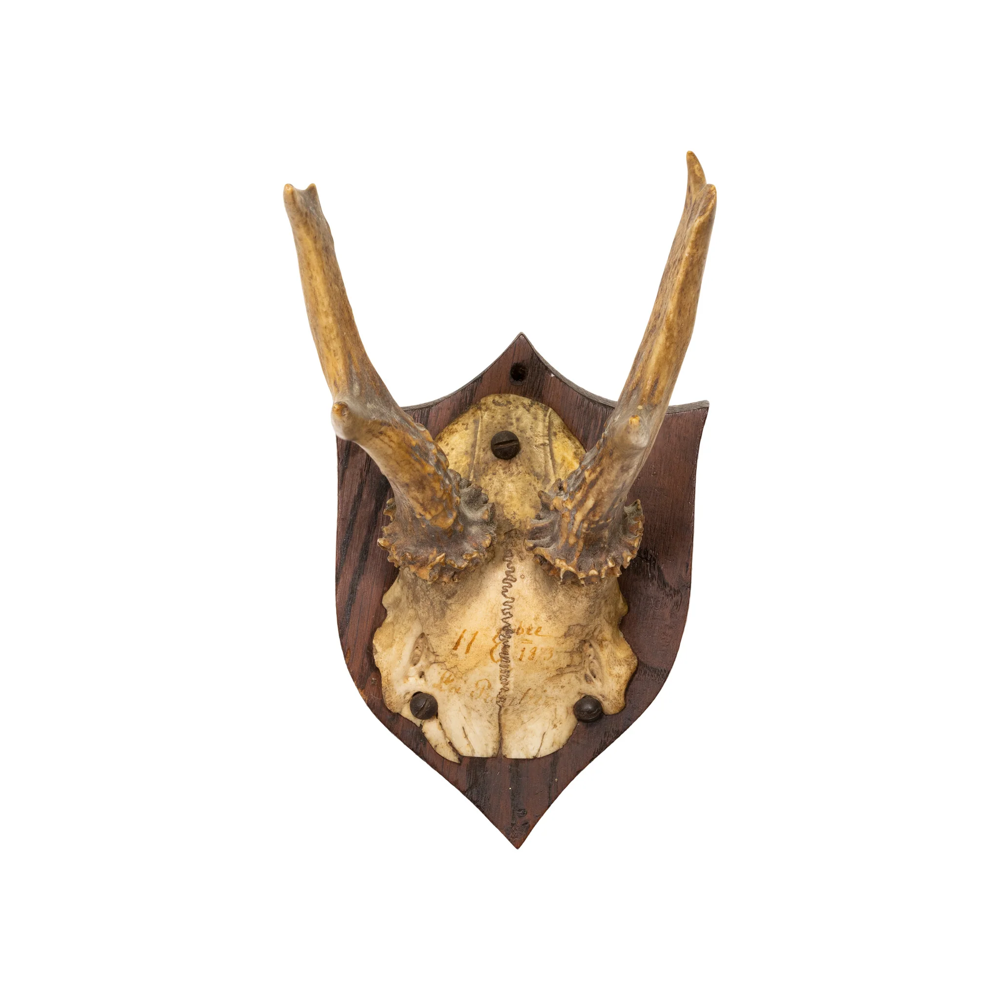 Roe Deer Collection - Image 6