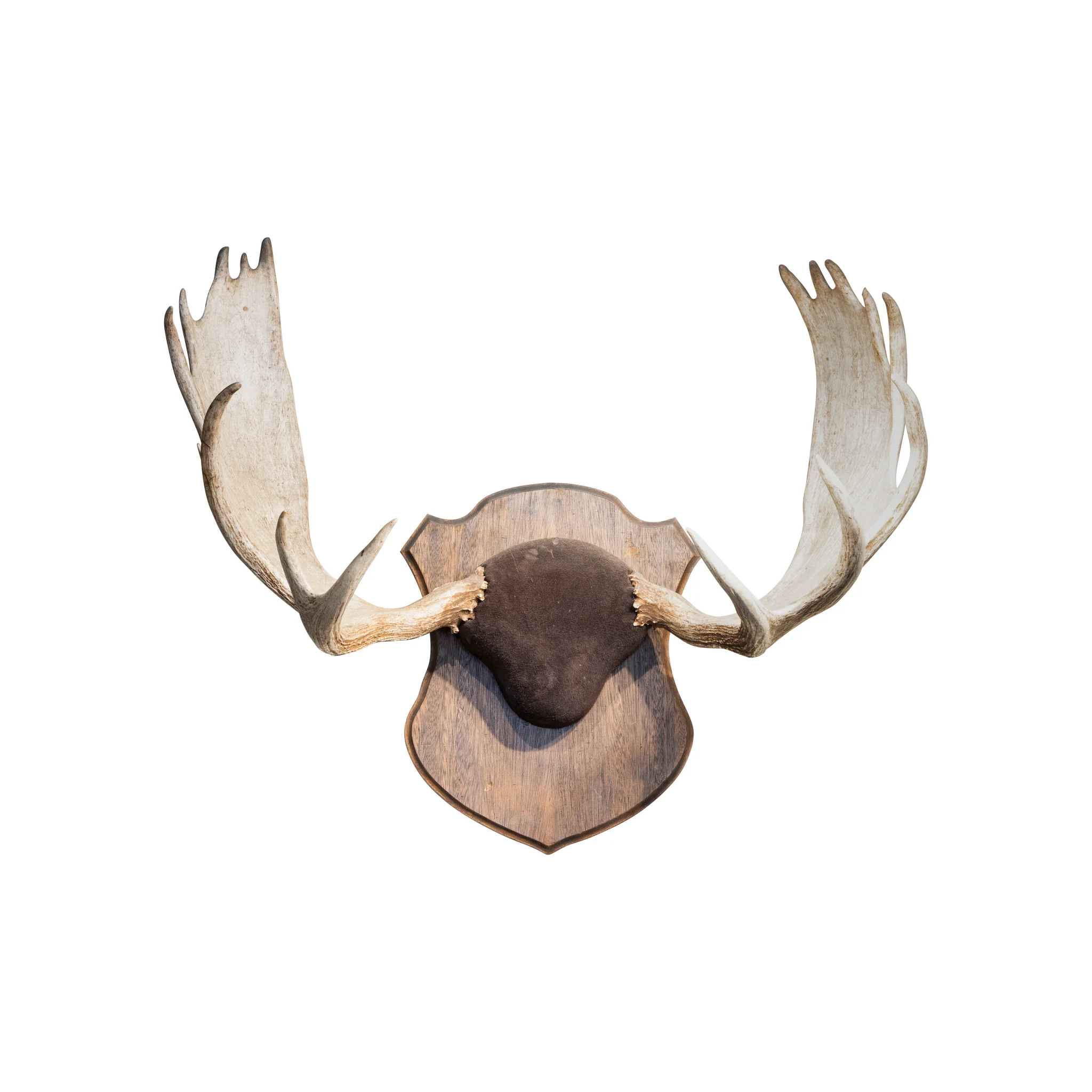 Shiras Moose Antler Sheds
