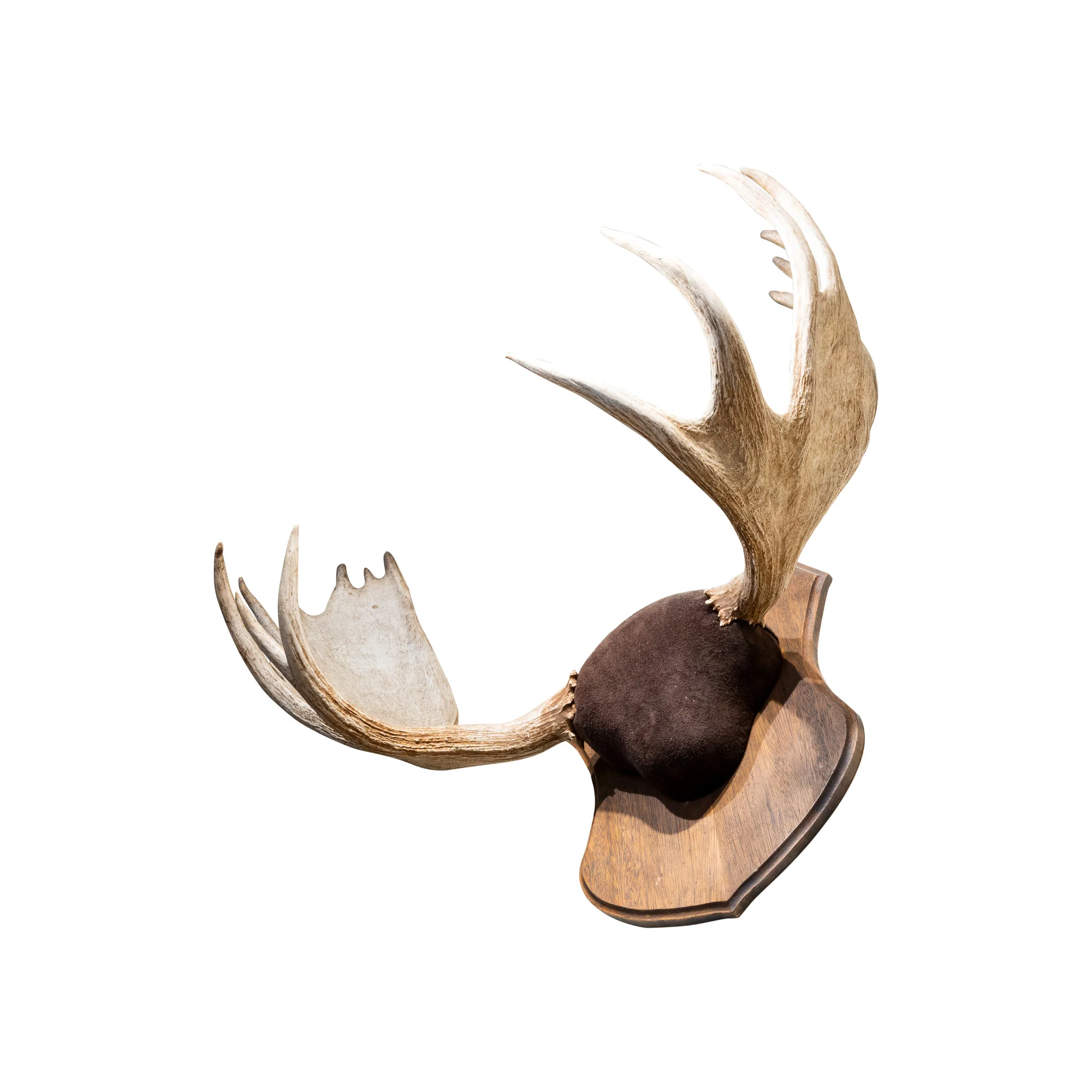 Shiras Moose Antler Sheds - Image 2