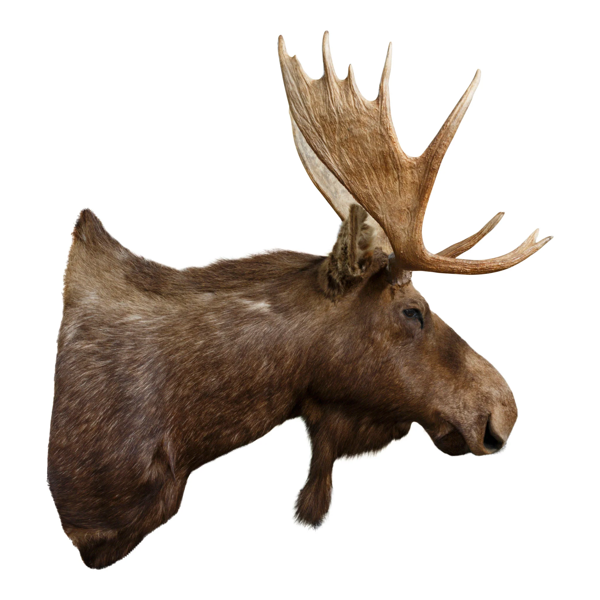Shiras Moose Shoulder Mount - Image 2