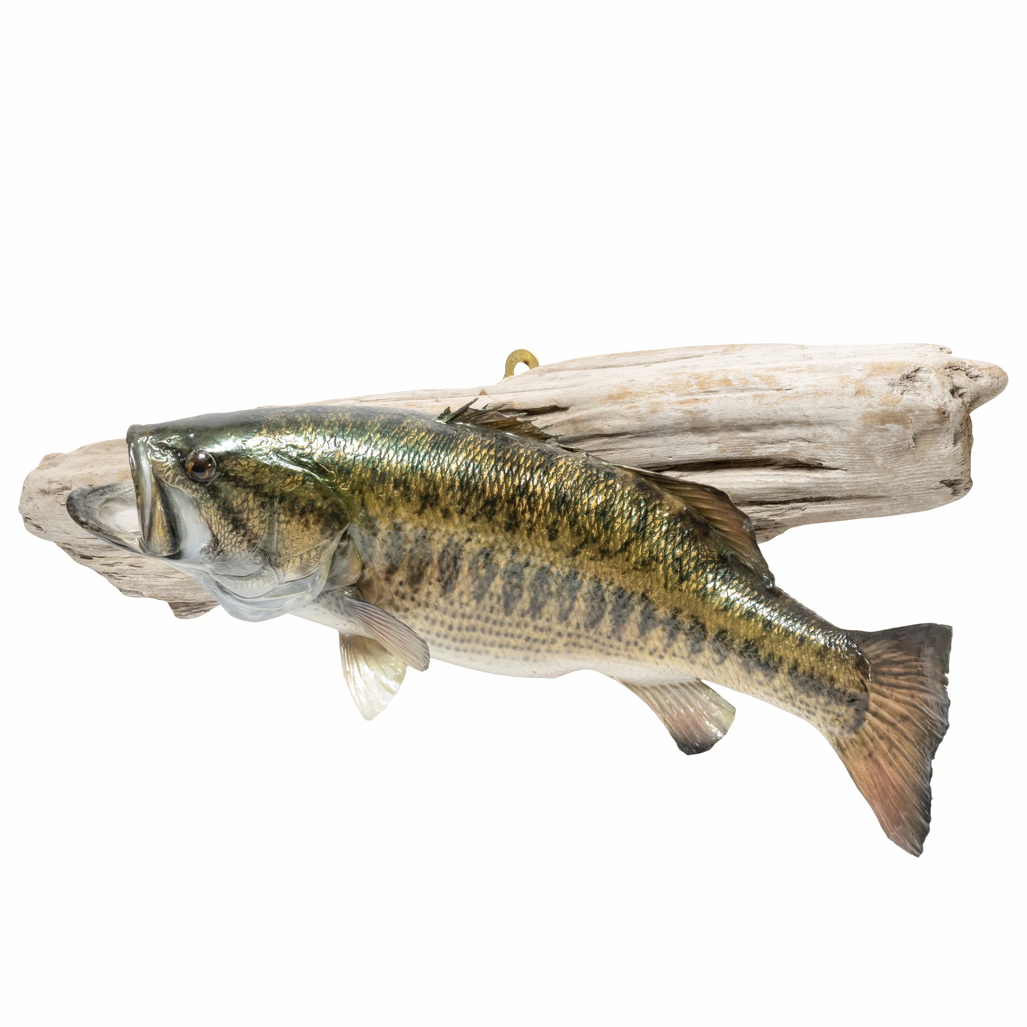 Small Mouth Bass - Image 3