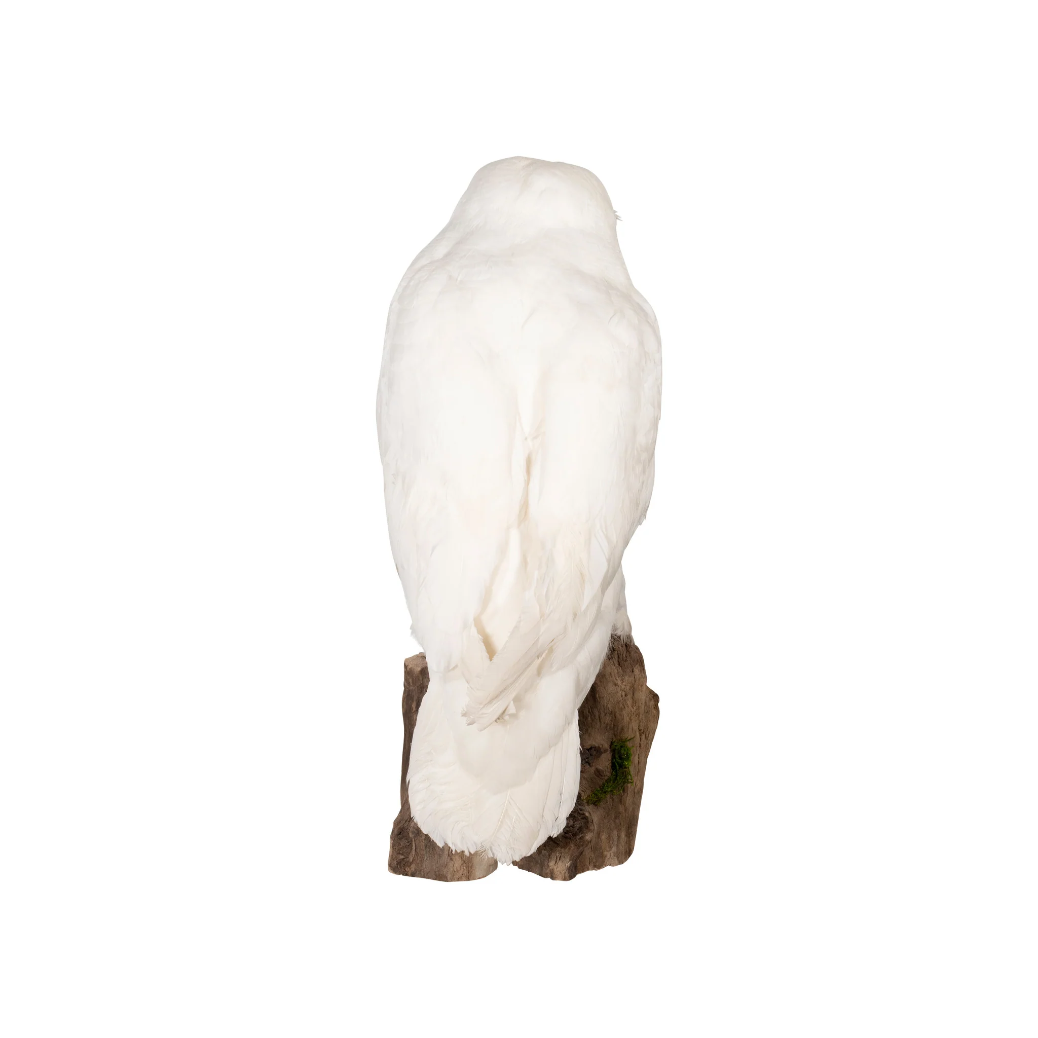 "Snowy Owl" Mount - Image 3