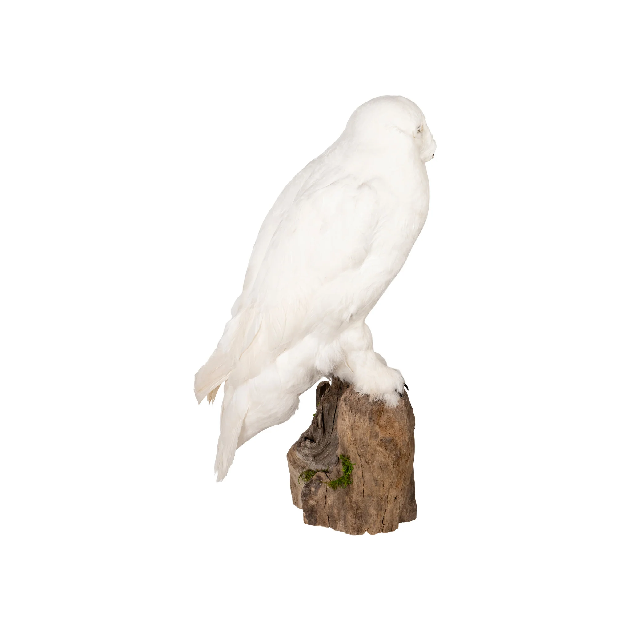 "Snowy Owl" Mount - Image 4