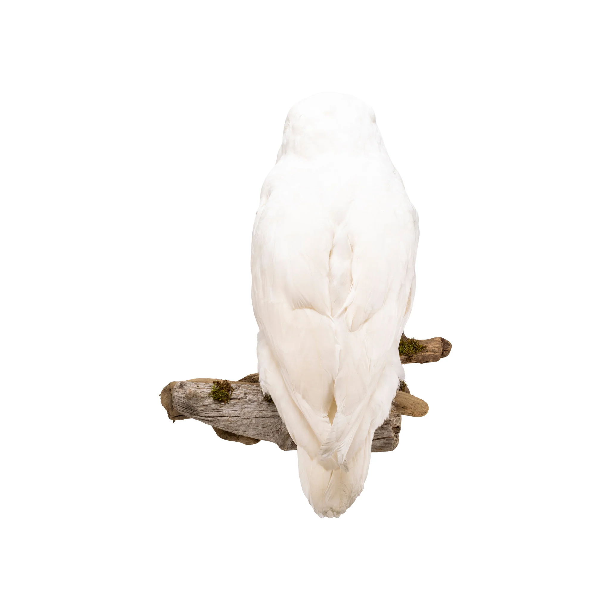 "Snowy Owl" Mount - Image 2