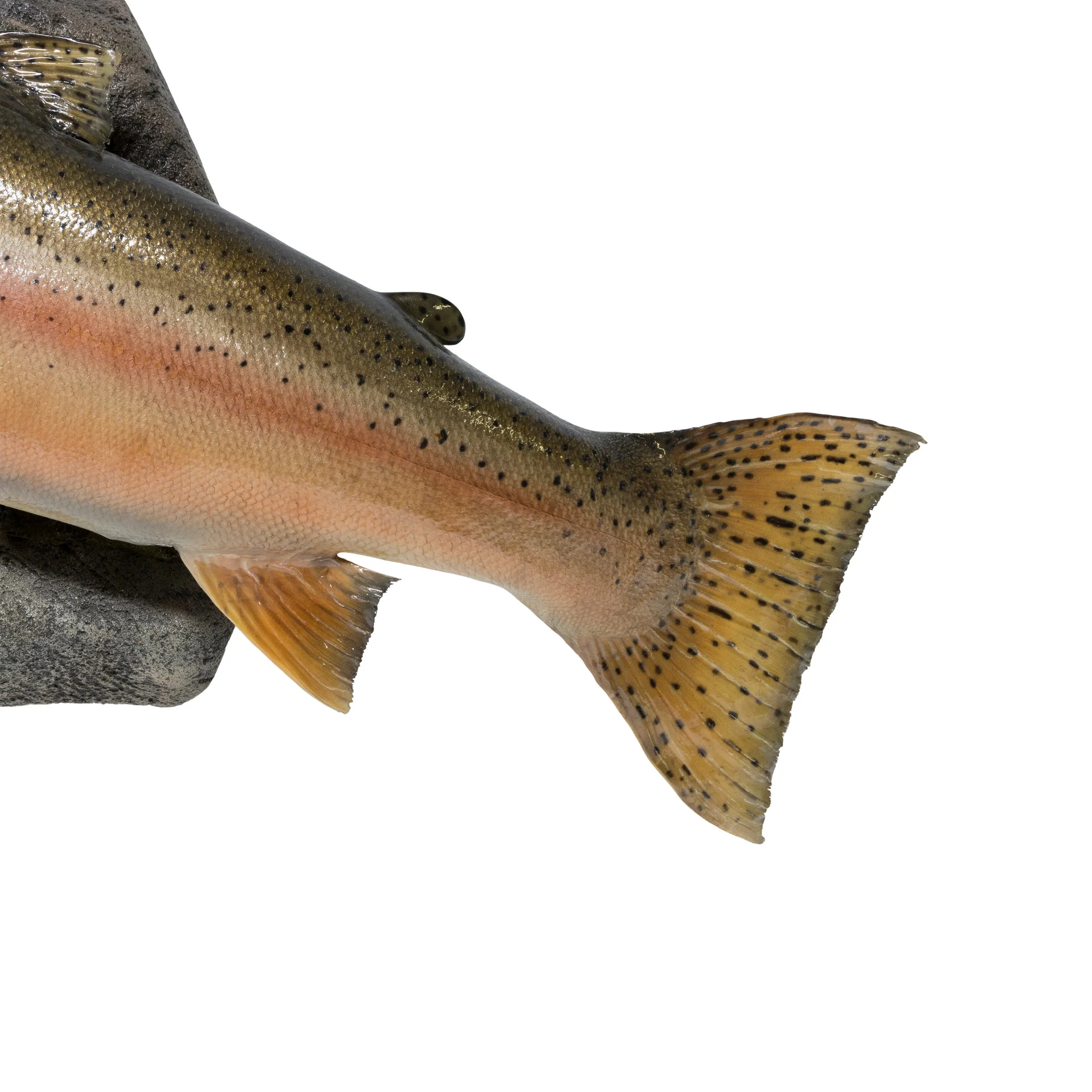 Steelhead Salmon Skin Mount - Image 5
