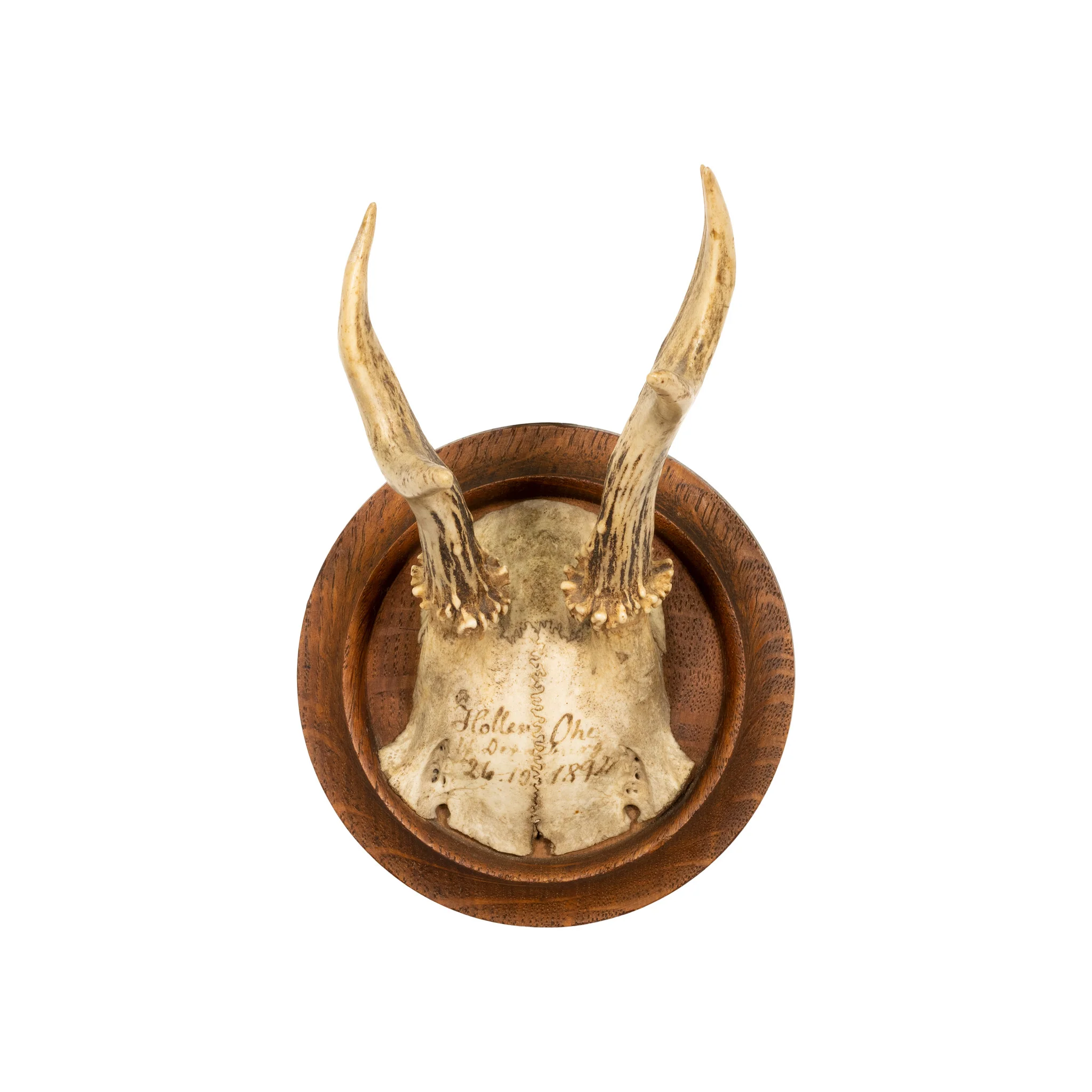 Ten Roe Deer Plaques - Image 8