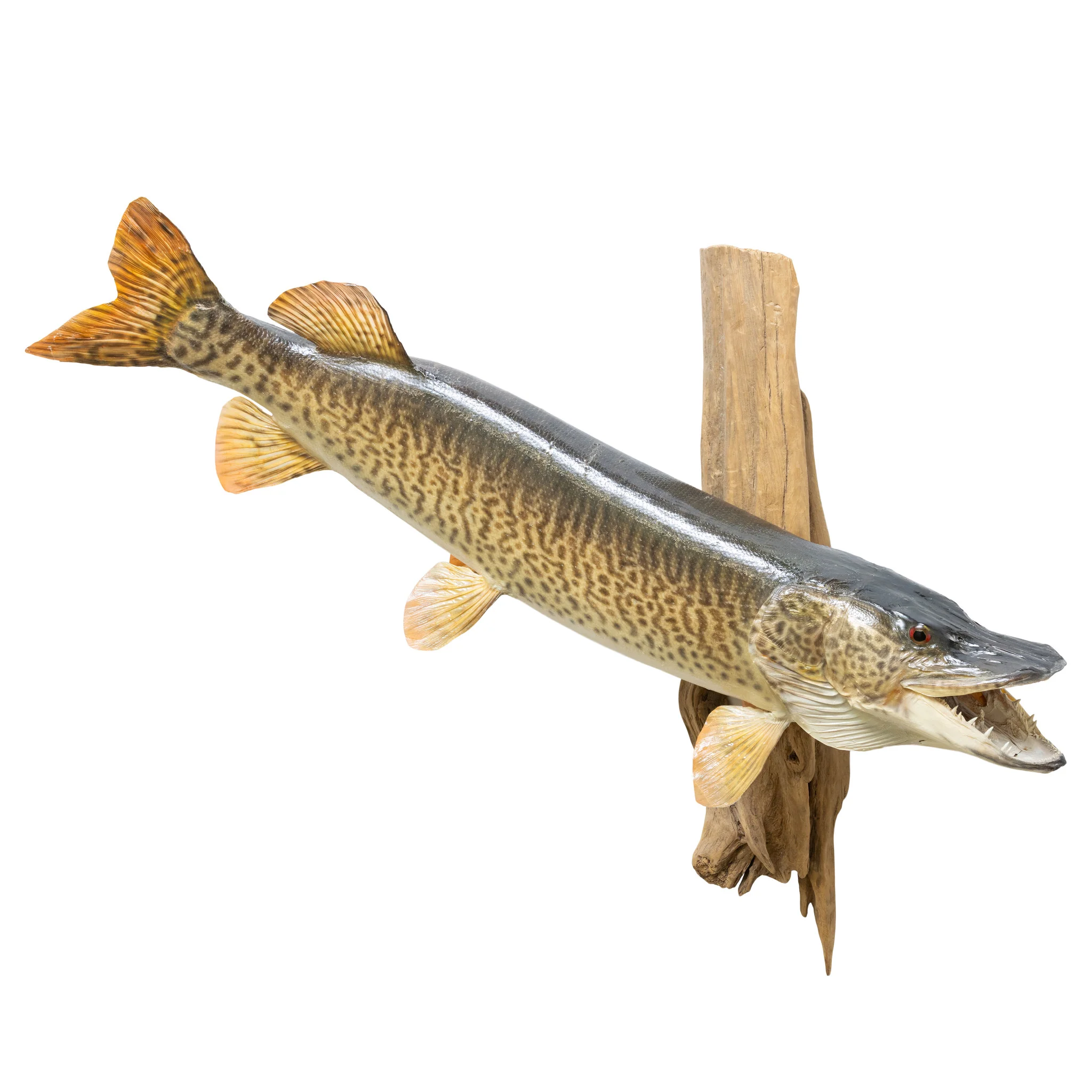 Tiger Muskie Skin Mount - Image 2