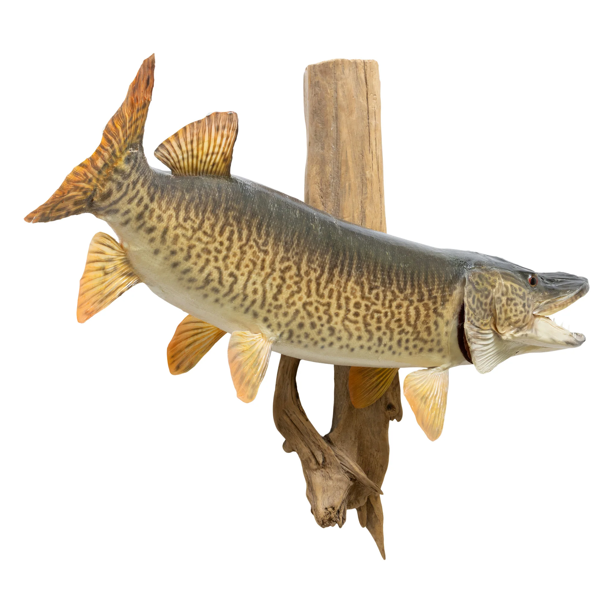 Tiger Muskie Skin Mount - Image 3