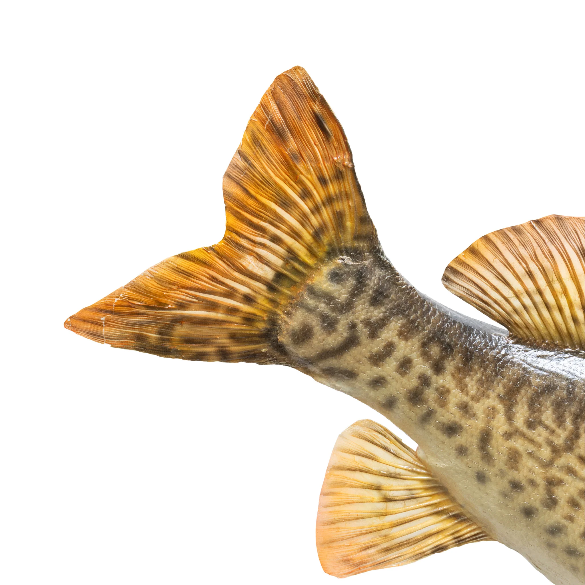 Tiger Muskie Skin Mount - Image 7