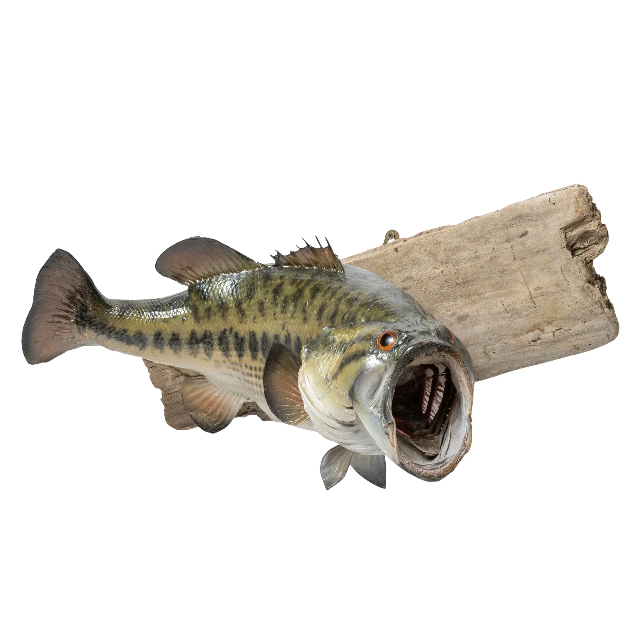 Trophy Large Mouth Bass Skin Mount - Image 2