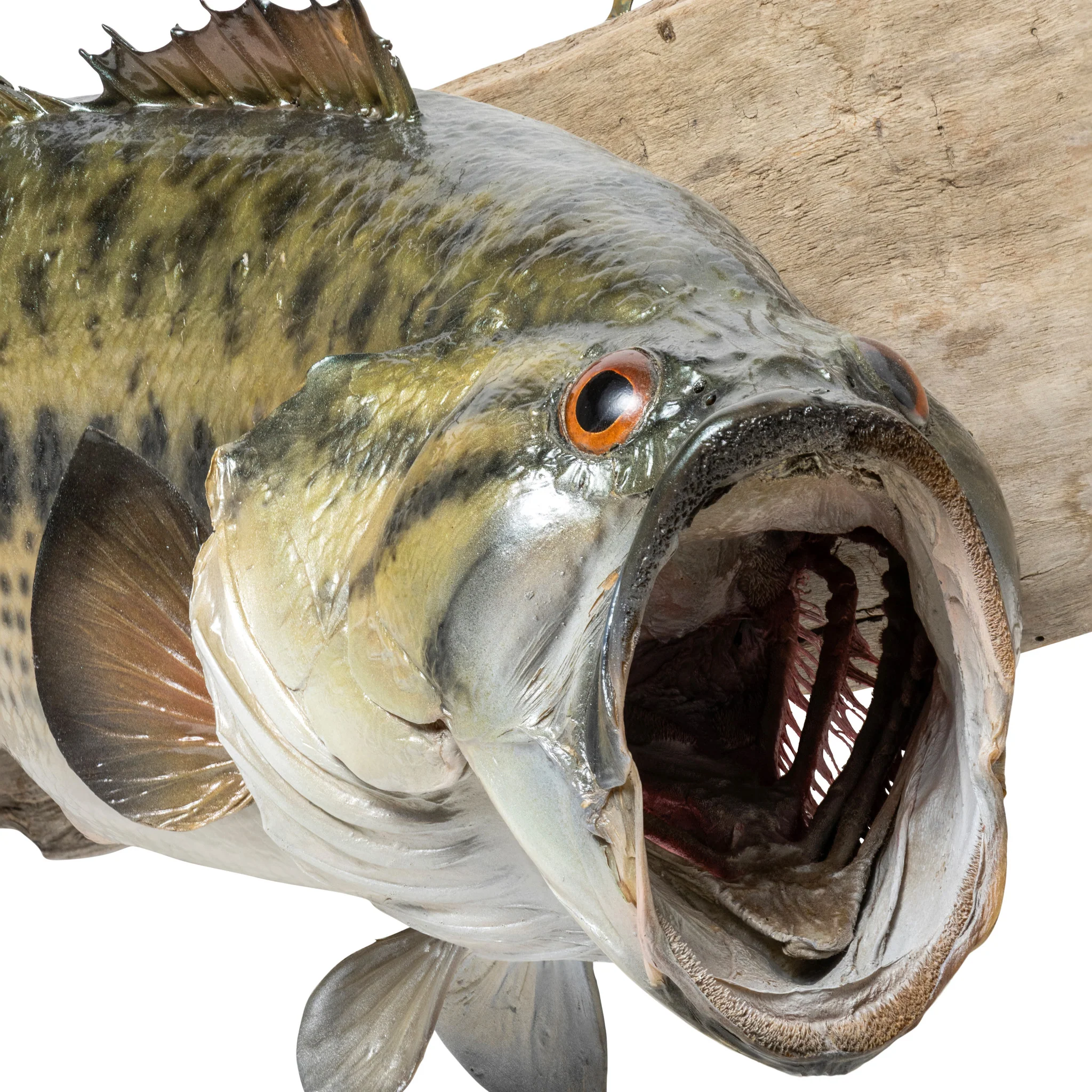 Trophy Large Mouth Bass Skin Mount - Image 4
