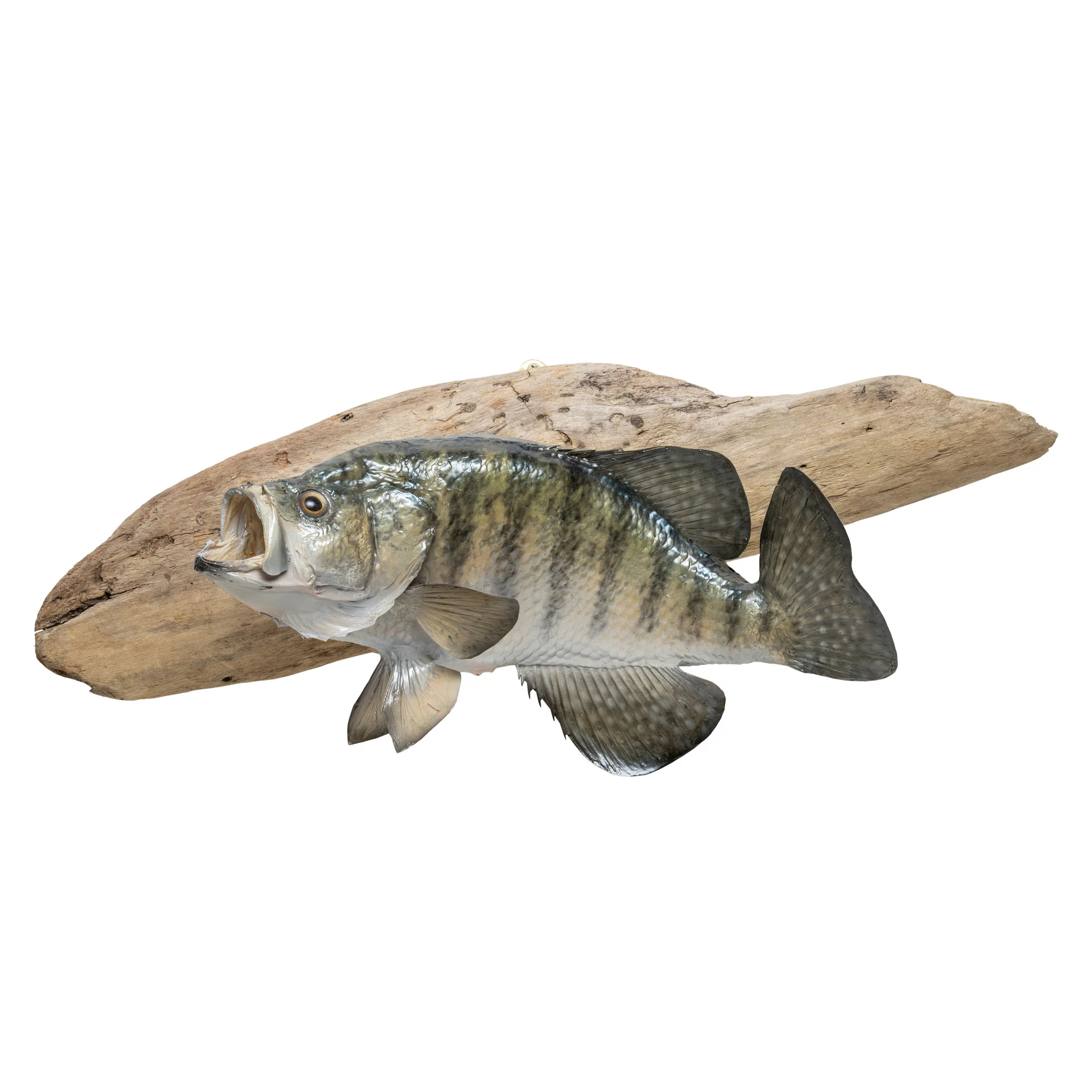 White Crappie Trophy Skin Mount