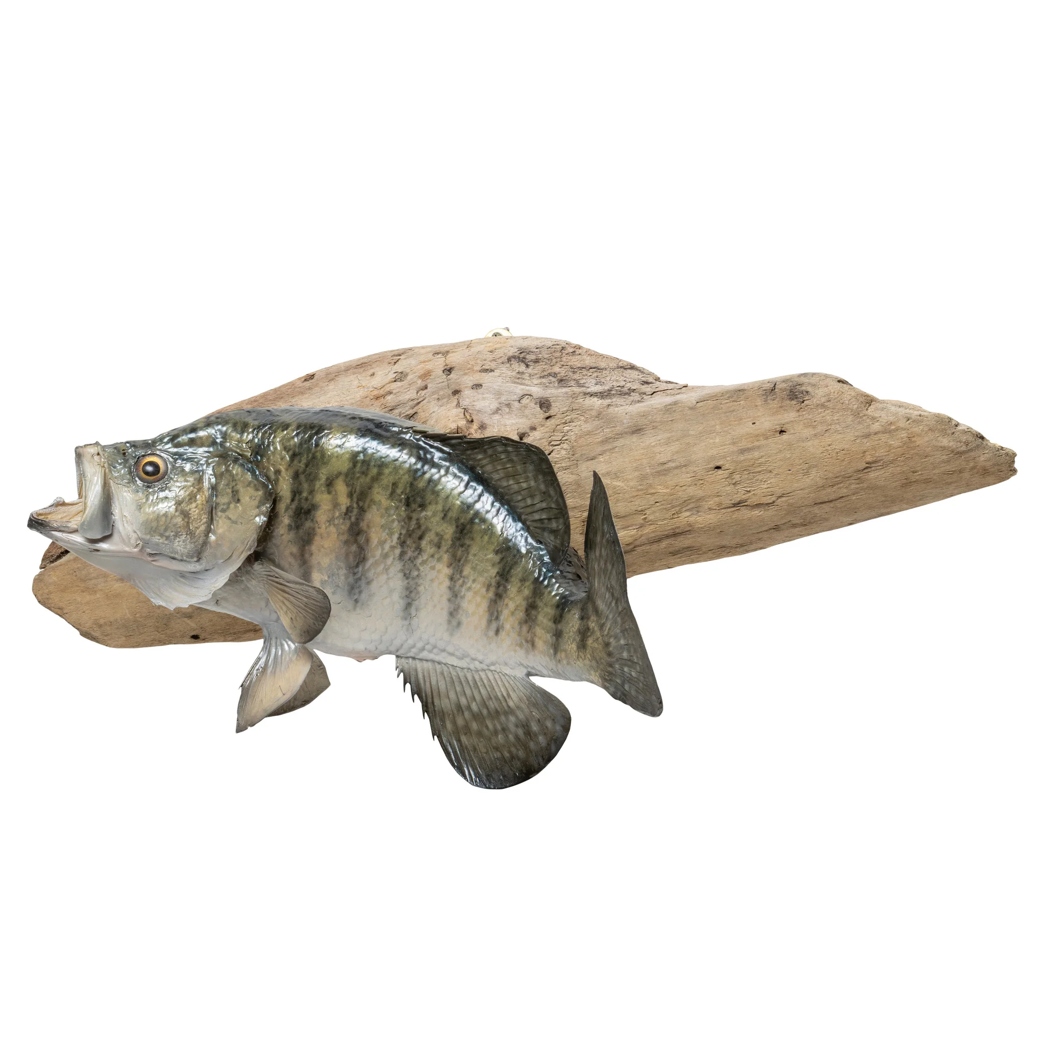 White Crappie Trophy Skin Mount - Image 3