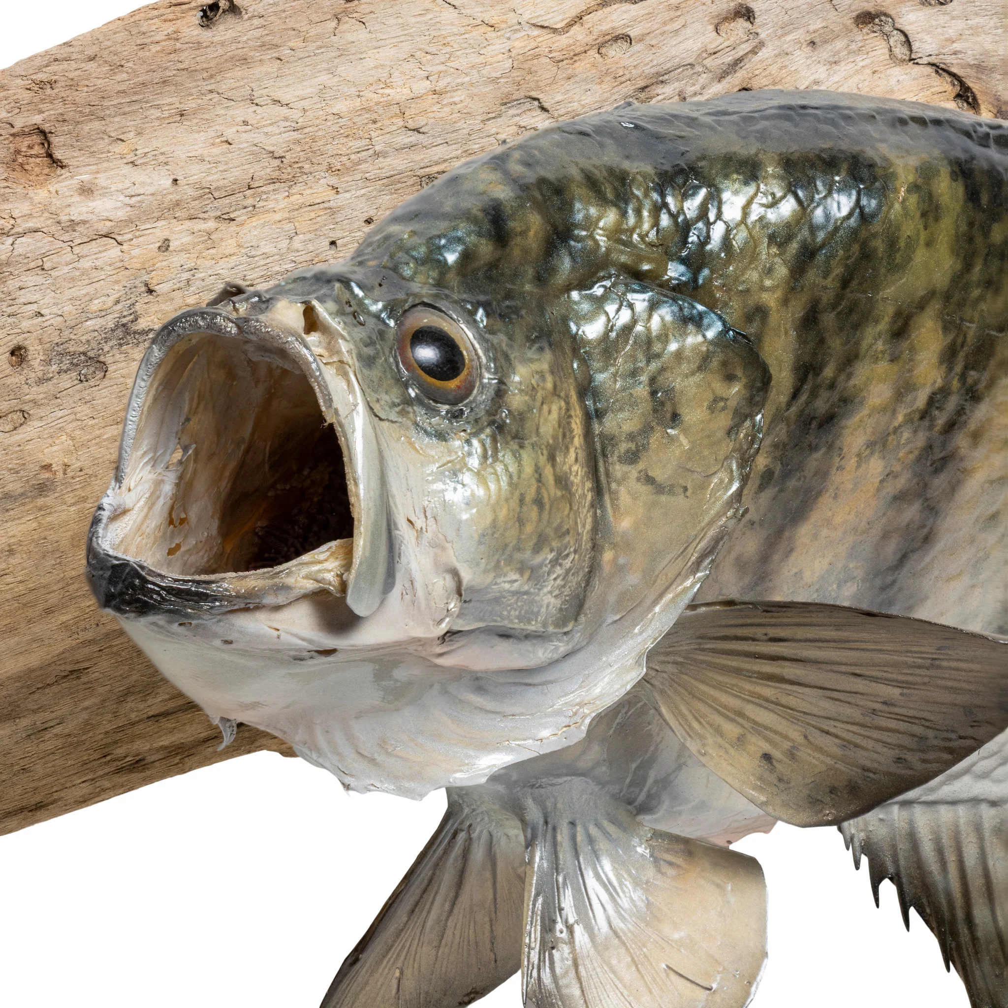White Crappie Trophy Skin Mount - Image 4