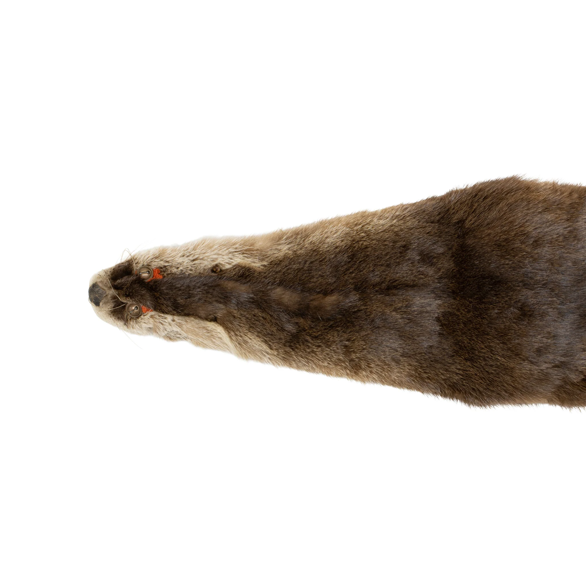 Winnebago Midewiwin Otter Pelt Bag - Image 6