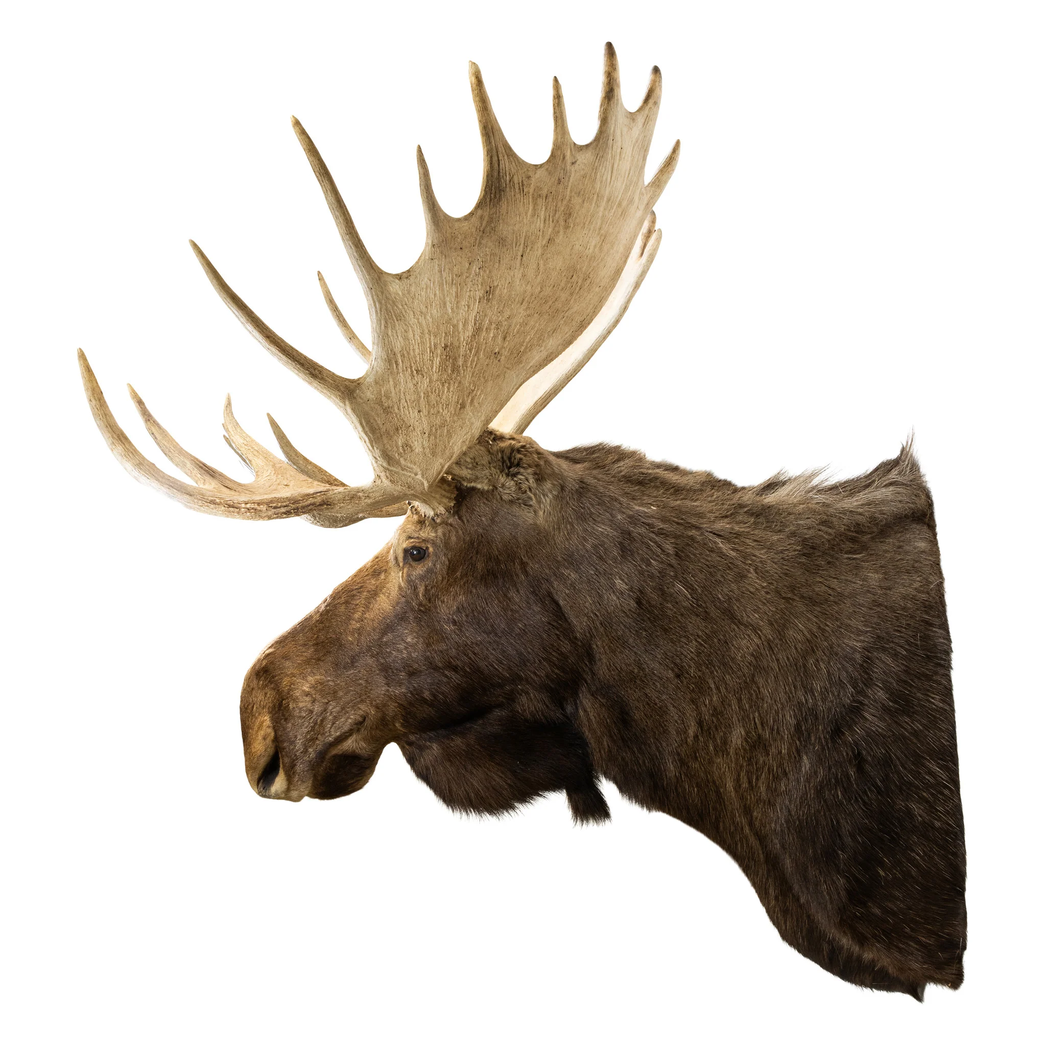 Yukon Moose - Image 4